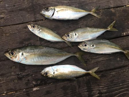 25㎝含むアジ6匹