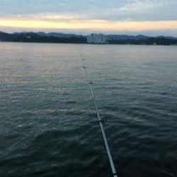 コアジ180匹、中型アジ35匹、コノシロ3匹、ボラ1匹