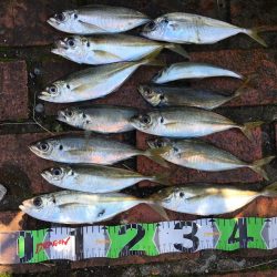 中型アジ13匹（最大27㎝）、コアジ26匹、ヘダイ26㎝1匹