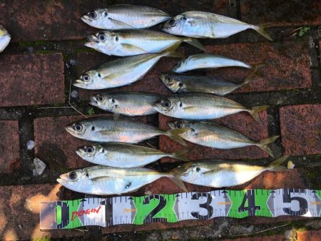 中型アジ13匹（最大27㎝）、コアジ26匹、ヘダイ26㎝1匹