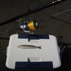 暑さの中の秋キス釣り