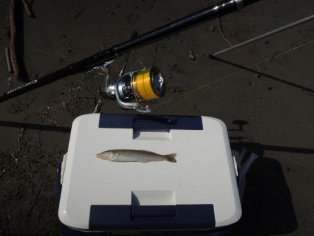 暑さの中の秋キス釣り