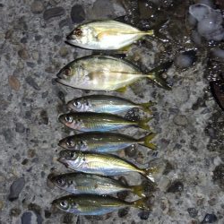 エビ撒きの5目釣り 最後に本命