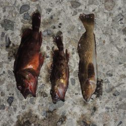 秋のエビ撒き釣り　ハネの気配は無し