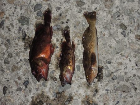 秋のエビ撒き釣り　ハネの気配は無し