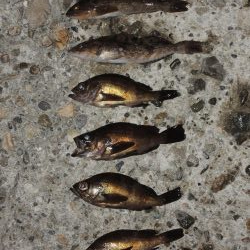 エビ撒き釣り 結局は5目釣りに