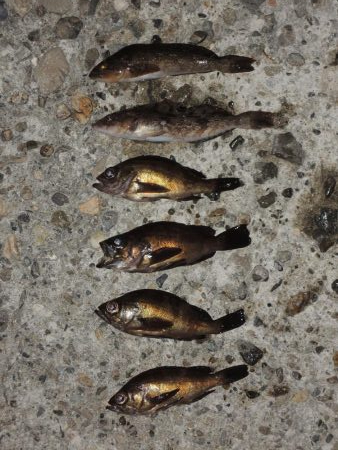 エビ撒き釣り 結局は5目釣りに