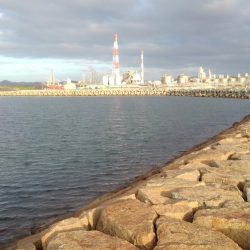 今年はいいサイズ