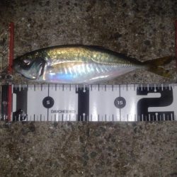 シーバス・ガシラのつもりが結局アジ