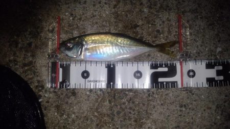 シーバス・ガシラのつもりが結局アジ