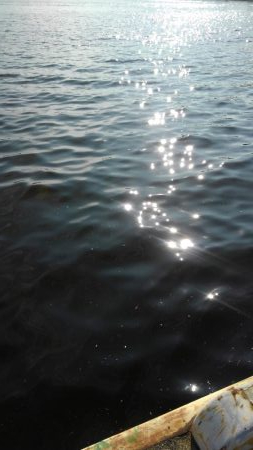 半年振りの魚の引き！