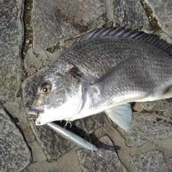 イワシ大量ですが・・・。