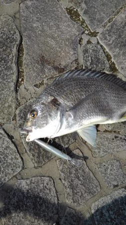 イワシ大量ですが・・・。