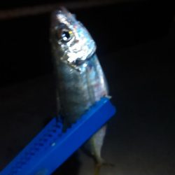 浜名湖　アジング