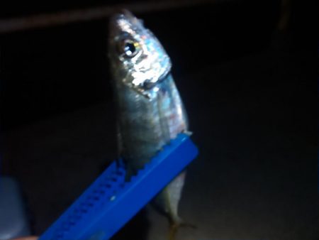 浜名湖　アジング