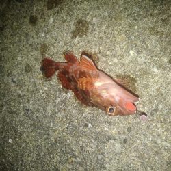 ロックフィッシュ