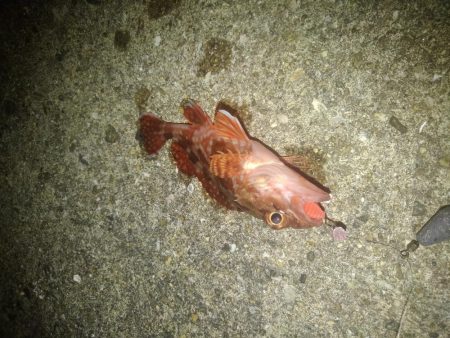 ロックフィッシュ