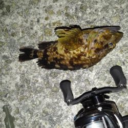 ロックフィッシュ