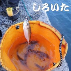 今日はいろいろ釣れた。