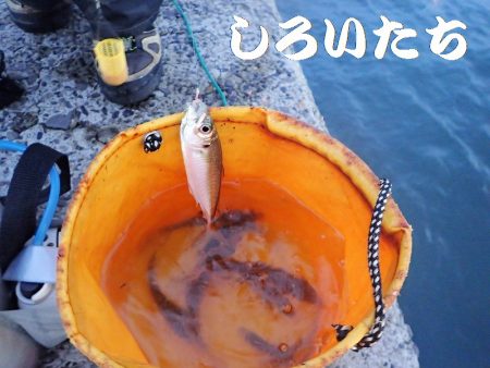 今日はいろいろ釣れた。