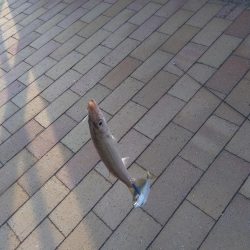 やっぱりかます。