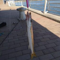 カマスカマスカマス