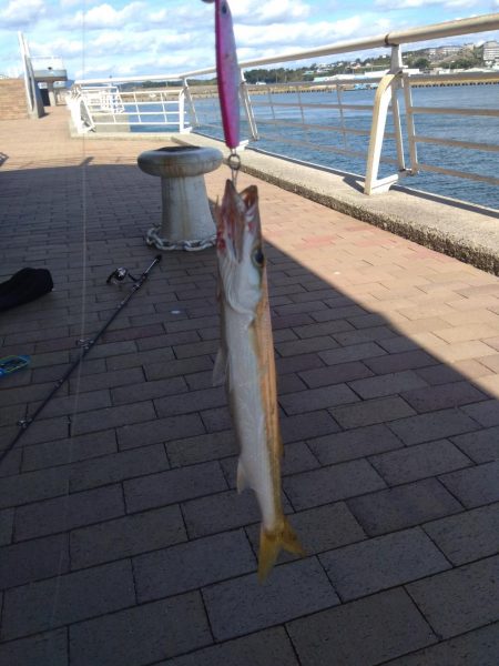 カマスカマスカマス