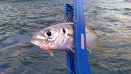 ジグサビキでハマチ!