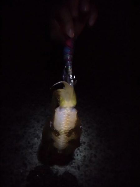 ヨルイカエギング