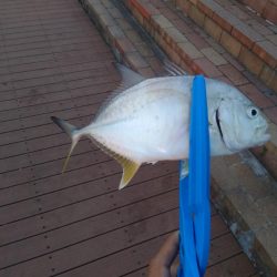 ライトショアジギング