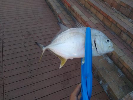 ライトショアジギング