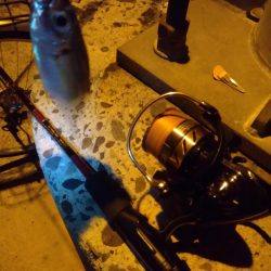 アジングと泳がせ