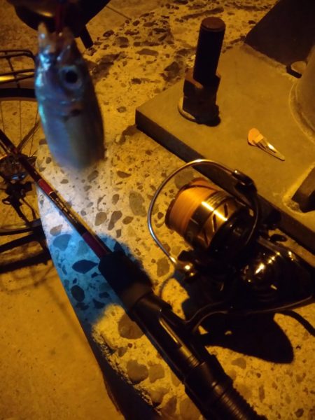 アジングと泳がせ