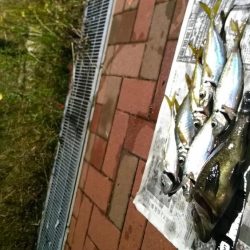 週末、釣り人（エギング）多いですね。