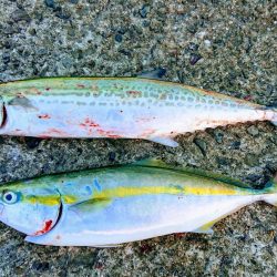 武庫一でハマチ、サゴシ