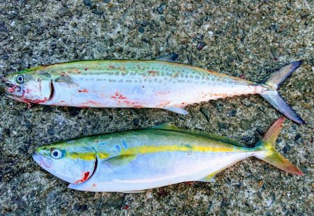 武庫一でハマチ、サゴシ