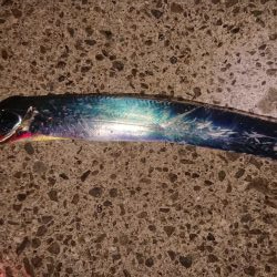 アオリ、アジ、タッチー