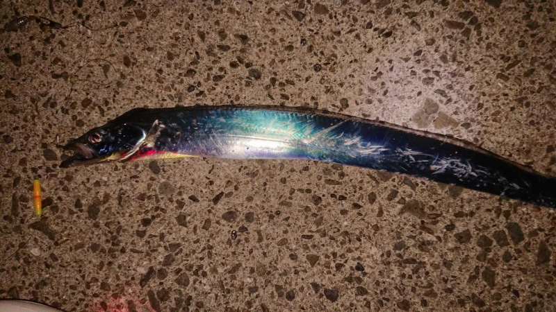 アオリ、アジ、タッチー