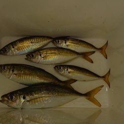 ラインメンディング