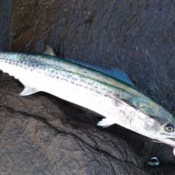 本命ヒラマサは確保できませんでしたが。