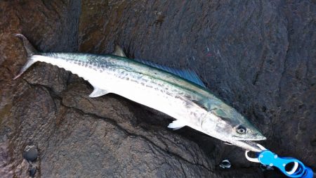 本命ヒラマサは確保できませんでしたが。