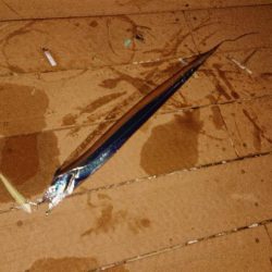 タチウオワインド☆