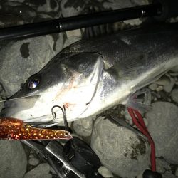 これは、シーバスが来てるで