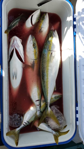 遊漁船 ニライカナイ 釣果