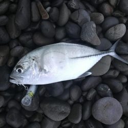 秋イカエギングでアオリイカ釣果、爆風を避けてランガン