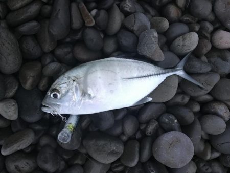 秋イカエギングでアオリイカ釣果、爆風を避けてランガン