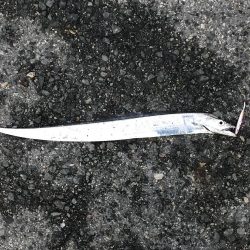 タチウオだと思ったらイシモチ?