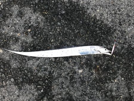 タチウオだと思ったらイシモチ?