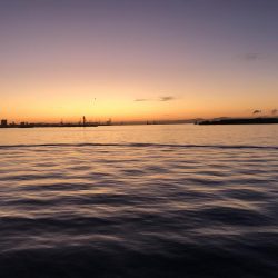 サバかと思ったらアジ！