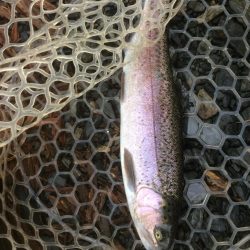 フライとルアー